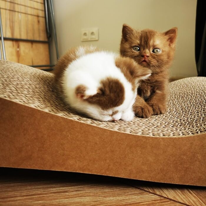 Кігтеточка для котів з картону, лежанка Lounge, кігтешкребок з гофрокартону, захист від пошкодження меблів - кігтеточка з картону 68×25×13 см (аромат котячої м'яти)