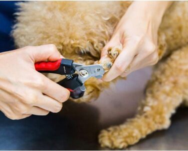 Професійний кусачки для нігтів собак та котів BAIRUI з пилочкою (червоний)
