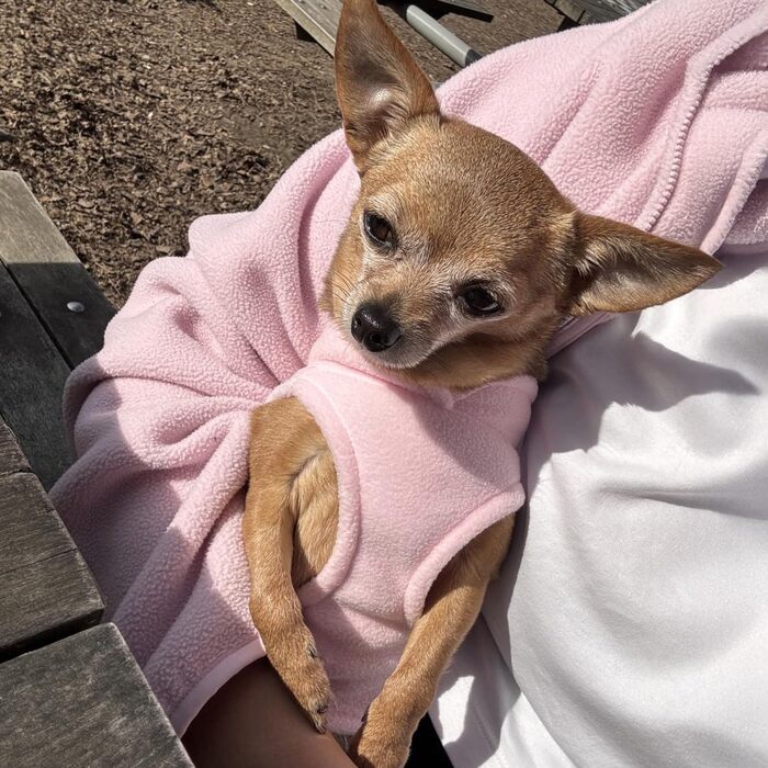 Тепла жилетка JACKO & CO для собак та котів з кільцем для повідка – м'яка, легка, дихаюча (XXL, Рожева)