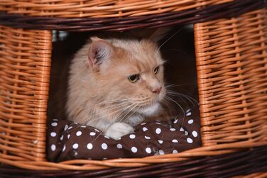 Багатоярусна котяча кімната з трьох поверхів, корзина для кота з плетеної лози, котячий будиночок з подушкою, котячий турнік