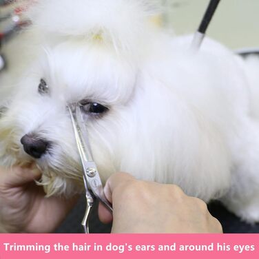 Ножиці для грумінгу собак Хашімото, 13 см, прямі леза з мікрозубом, для догляду за очима, вухами, носом та лапами