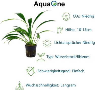 Набір анубіасів для акваріума — 4 шт. Anubias caladiifolia, angustifolia, barteri, nana для цихлідника та рослинного акваріума