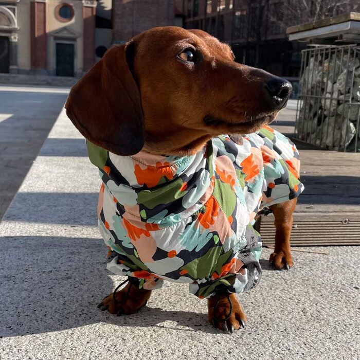 Дощовик для собак Croci Go Harlequin, компактний, 182 г, 25 см