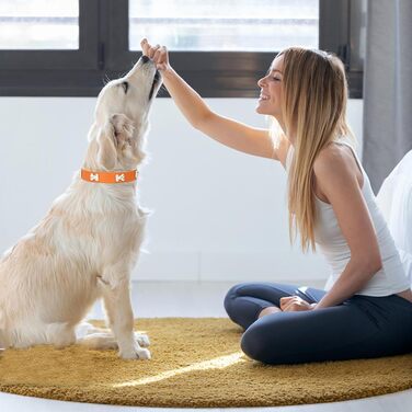 Нашийник для собак HALFSUO з шкіри та поводок Cobo: набір для малих та середніх собак та котів (L, помаранчевий)