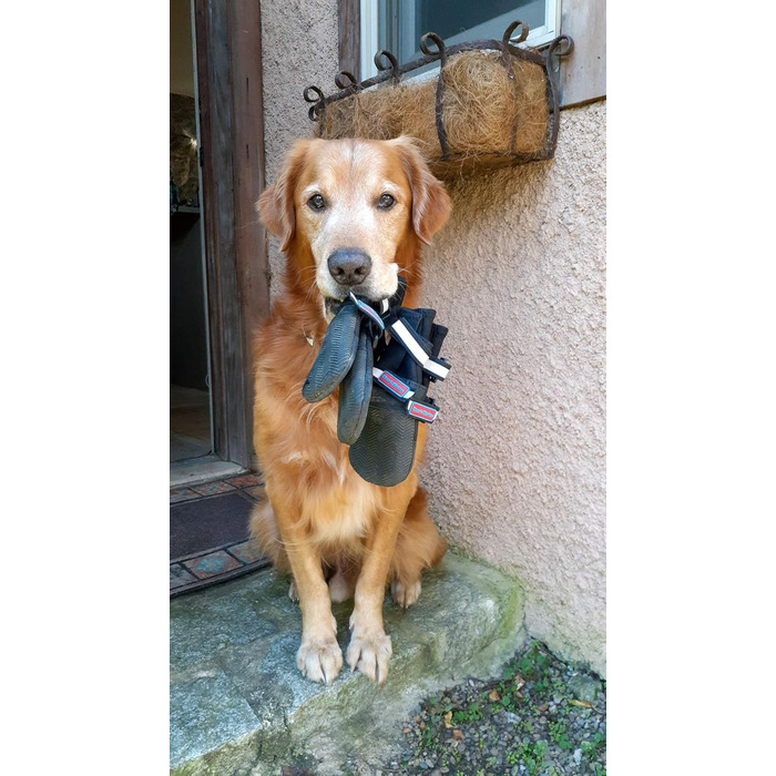 Чоботи для будь-якої погоди, Неопрен, захист лап, з відбиваючими ременями, 5 розмірів (багатобарвні, розмір M)