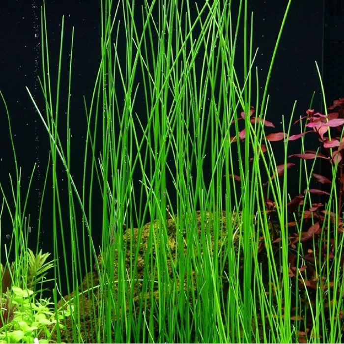 Акваріумні рослини Eleocharis Parvula/Montevidensis/Acicularis, набір з 3 водних трав у горщиках та In Vitro для акваріума