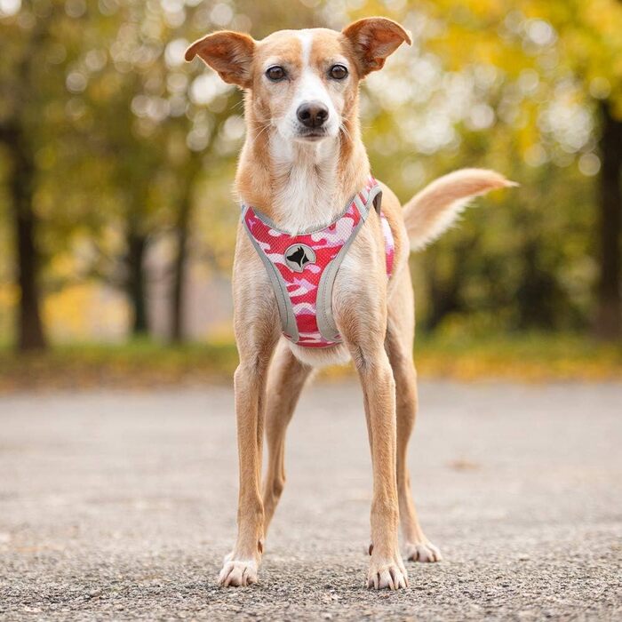 Трекінгові шкарпетки Croci Leopard - 350 г, розмір M, колір ARMY PINK