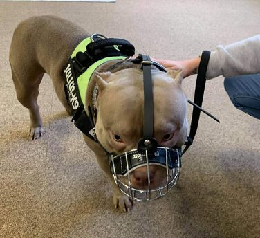 Корзина для собак American Bully, чорна шкіра/чорний дріт, BA