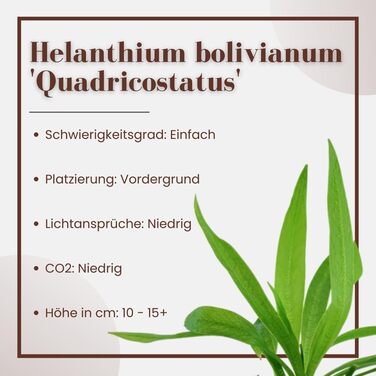 Водяна рослина для акваріума Helanthium 'Quadricostatus', 3 шт, акваріумна рослина-розетка, повністю вкорінена, легка у догляді, для акваскейпінгу, декор