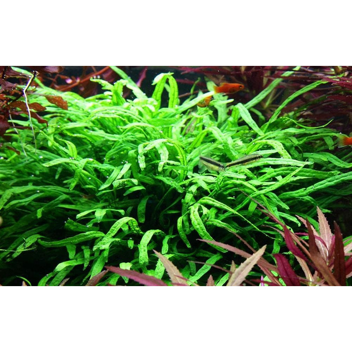 Акваріумна рослина Microsorum pteropus 'Trident' на корчі, водна рослина з кореневищем для акваріума