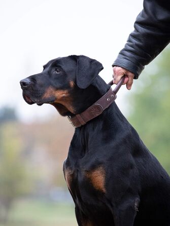 Преміум шкіряний нашийник для собак Джек Рассел з ручкою - міцний нашийник з натуральної шкіри буйвола Jack (L) (48.0-60.0см)