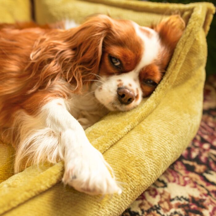 Ортопедичне ліжко для собак 4L Textil IRIS Premium-LINE, жовте, 80x60 см, з Memory Foam