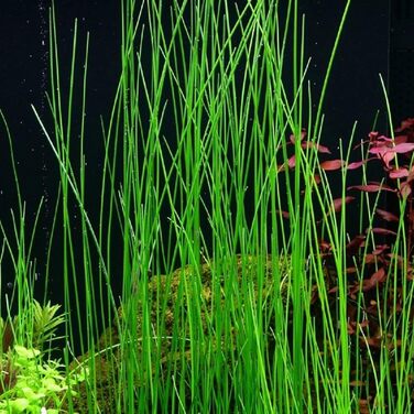 Акваріумні рослини Eleocharis Parvula/Montevidensis/Acicularis, набір з 3 водних трав у горщиках та In Vitro для акваріума