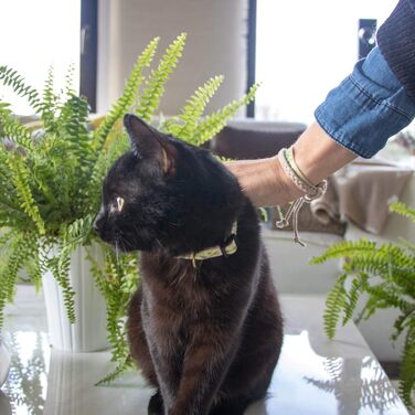 Набір нашийник та браслет для котів Pettsie, безпечний дизайн, бавовна, регульований розмір 19-29 см, зелений