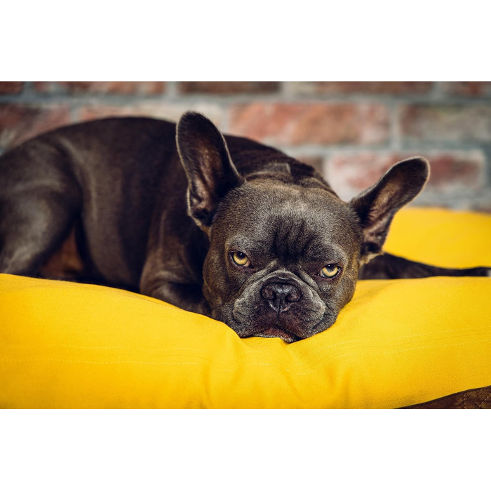 Ортопедичне ліжко для собак Roth & Bock з м'якої піни, сертифіковане Oeko-Tex Standard 100, покриття з водонепроникного канвасу, жовте, розмір S