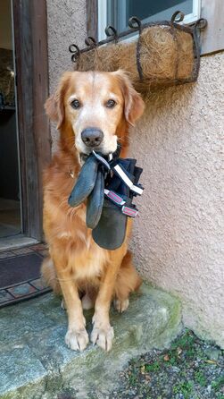 Чоботи для будь-якої погоди, Неопрен, захист лап, з відбиваючими ременями, 5 розмірів (багатобарвні, розмір M)