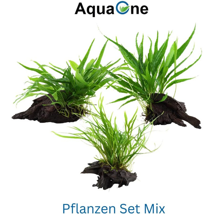 Набір акваріумних рослин AquaOne: 3 шт. на корчі, Microsorum pteropus Jafarn Narrow Trident, середні водні рослини для акваріума