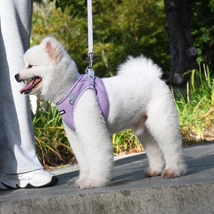 Нашийник та поводок для цуценят, комплект для прогулянок, нашийник Step-in, м'який, дихаючий, аксесуари для домашніх тварин, світловідбиваючі смуги, для дуже маленьких собак та котів, XXXS (Обхват грудей: 21.5 - 25.5 см) (Лідний, S)