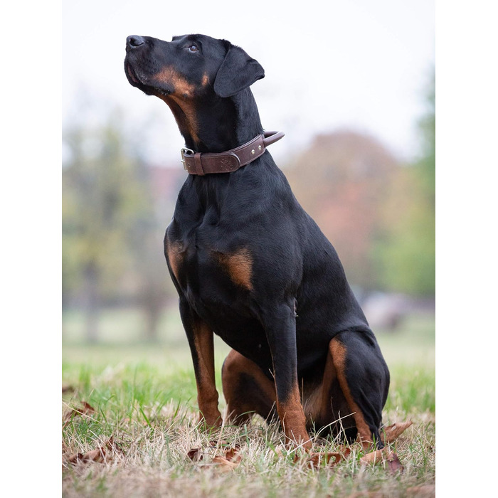 Преміум шкіряний нашийник для собак Джек Рассел з ручкою - міцний нашийник з натуральної шкіри буйвола Jack (L) (48.0-60.0см)