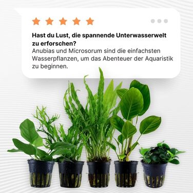 Набір акваріумних рослин AquaOne: 5 водних рослин для акваріума (Lilaeopsis, Lagenandra, Cryptocoryne, Echinodorus) – ідеально для початківців