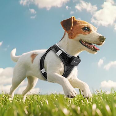 Світловідбиваючий нашийник для собак з LED-підсвічуванням PcEoTllar, перезаряджається, дихаючий, для маленьких та середніх собак, зелений (3 режими) (S, чорний (9 режимів))