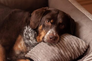 Ліжко для собак 4L Textil Molly великих порід, корд, коричневе (120x100 см)