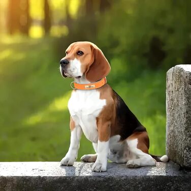 Нашийник та поводок для собак, шкіряний, персоналізований, м'який, з міцним нашийником та індивідуальною табличкою, регульований (M, верблюжий, комплект (S:Neck 23-32cm, Width 1.5cm, помаранчевий та блакитний))