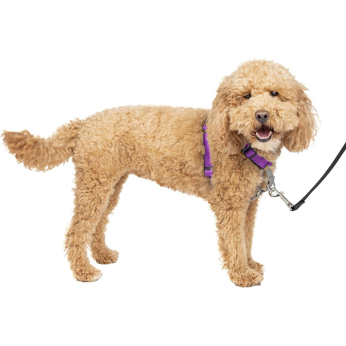PetSafe 3-в-1 шлея для собак S, анти-натяг, для авто, з ручкою та світловідбивачами, чорна/синя/фіолетова
