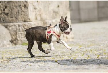 М'який нашийник для собак CHIARA MIA, розмір XL, червоний, водонепроникний, з клямками, світловідбиваючі смуги