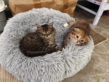 Кругле ліжко для котів та собак, 60 см, м'яке, плюшеве, миється, сірий колір