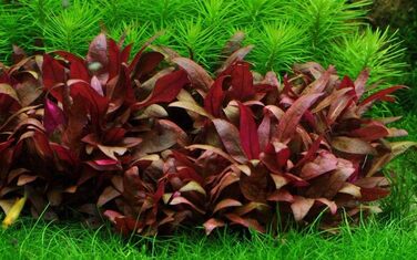 Набір з 3 in vitro акваріумних рослин 1-2 Grow, комплект №48, водні рослини для акваріума у стаканчиках