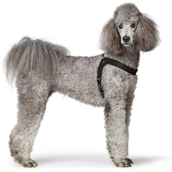 Нашийник для собак HUNTER DIMARO, чорний, м'яка та міцна шкіра, регульований, для цуценят та собак, що бояться, розмір S-M