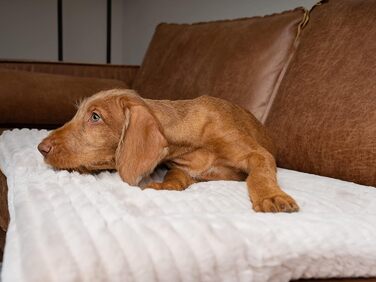 TrendPet Harmony: м'яка підстилка для собак та котів, 50x35 см, кремового кольору