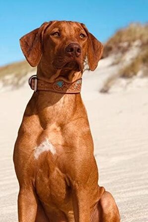 Обідній шкіряний нашийник для собак Mariano, бежевий, блакитний, коричневий, з візерунком квітів, розмір 24-28,5 см