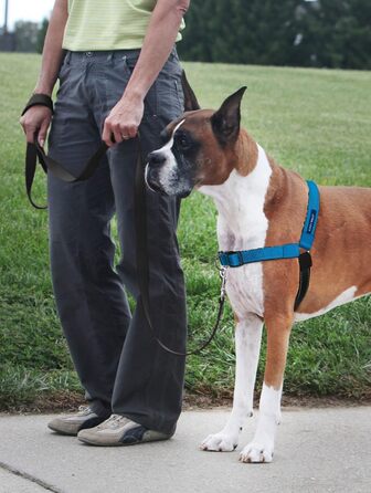 Шлея для собак PetSafe Deluxe Easy Walk, нейлон, антипотяг, чорна
