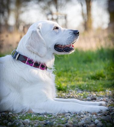 Стильний шкіряний нашийник для собак Jack Russell від Pablo – ручної роботи, регульований, преміум якість