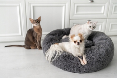 М'яке плюшеве ліжко для собак, сіре, 65 x 65 см