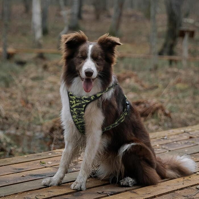 Регульована шлейка для собак QQPETS з двома карабінами, м'яка, з відбивачами, оксфордська, з ручкою для контролю, для малих і великих собак