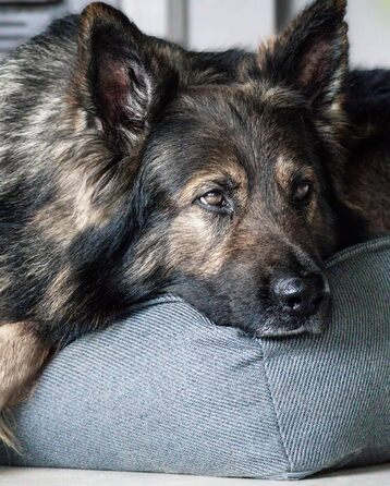 Ортопедичне ліжко для собак Flamingo Baldar – прямокутне, бежеве, 80 см. Комфортне місце для сну з подушкою Baldar, 80x60x18 см