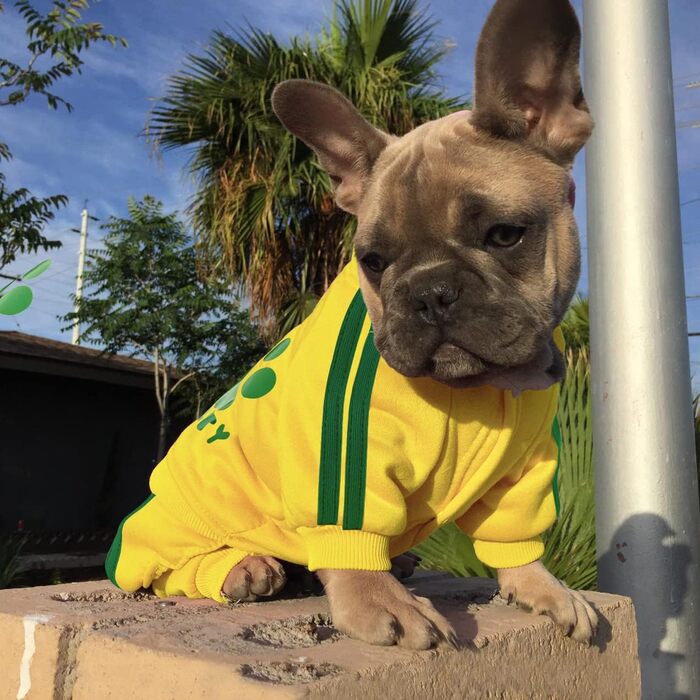 Теплий худі для собак Долахові: м'який пуловер з флісу для маленьких та середніх собак (Чихуахуа, Тедді)