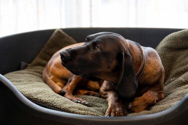 М'яка підстилка для собак та котів EUROHUNT, 70x100 см, неслизька, ізолююча, придатна для прання при 30°C