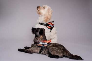 Шлейка Julius-K9 Power&More, розмір XS, Pixeljuice XS