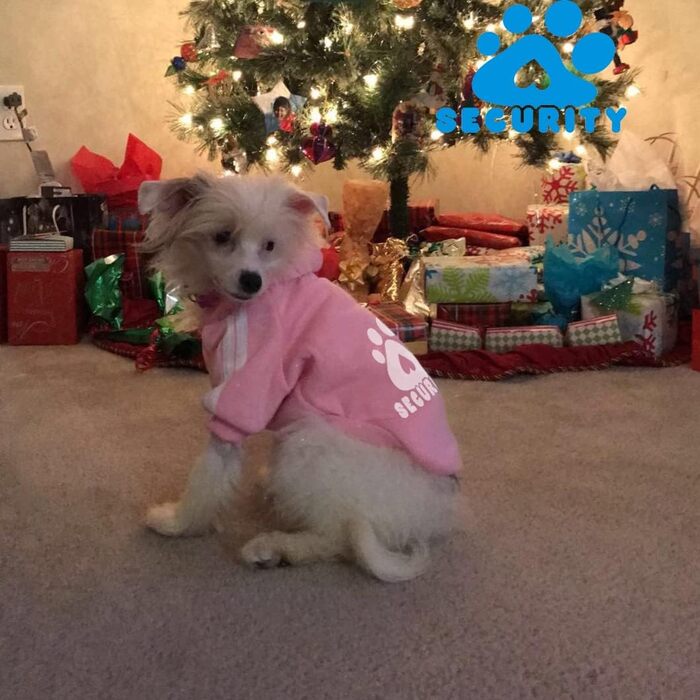 Худі для собак: стильний пуловер-кофта для маленьких, середніх собак, котів, чихуахуа, тедді. Теплий одяг на осінь/зиму, 3XL, рожевий колір