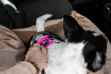 Автомобільний автокрісло-переноска для собак Huggy Doggy L (для бульдогів, такс та середніх порід)
