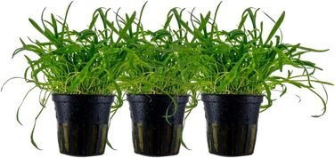 Акваріумна рослина Helanthium Quadricostatus, 3 шт. — водна рослина для акваріума, розеткова, з повністю розвиненою кореневою системою, легка у догляді, для акваскейпінгу, декор, Lilaeopsis brasiliensis