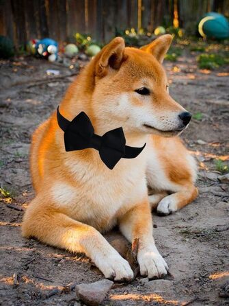 Нашийник для собак Vioett, чорний, середній, з фіксуючою петлею, м'яка оксамитова тканина