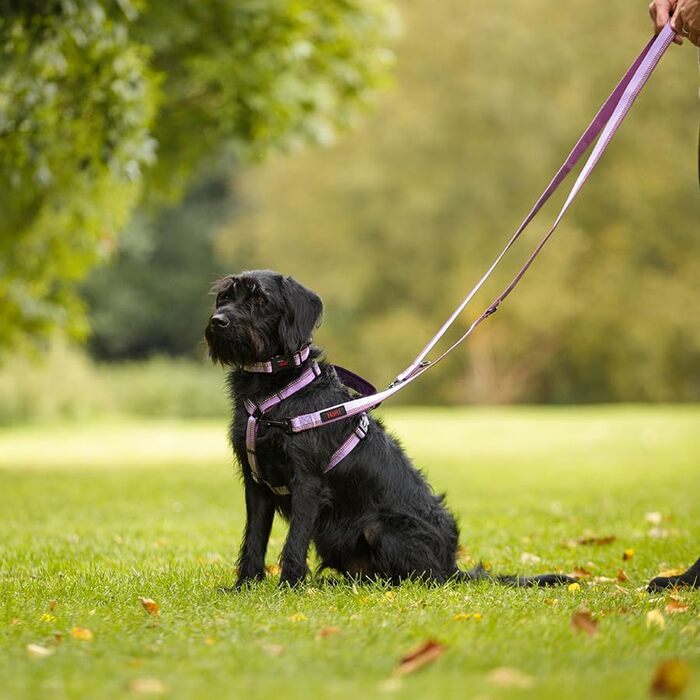 Шлейка для собак HALTI Walking з м'яким неопреновим наповнювачем, 5 регульованих ременів та світловідбиваючим матеріалом 3M, розмір M, колір фіолетовий