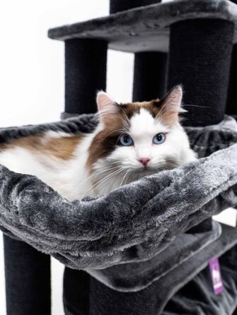 Драбина для котів Petrebels Skyline XXL, 186 см, чорна. Підходить для великих котів, таких як Мейн-кун