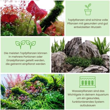 Набір акваріумних рослин AquaOne 5 шт: швидкоростучі Bacopa, Hygrophila, Ludwigia, Limnophila та мохова куля, антиводорослевий ефект
