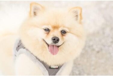 М'який шлейка для собак CHIARA MIA, XXS (сірий, водонепроникний, з регулюванням на липучці, світловідбиваючі смуги)